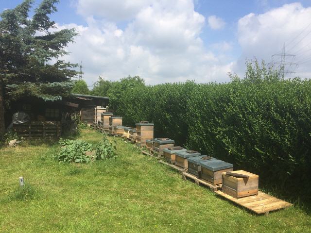 Unsere fleißigen Bienen